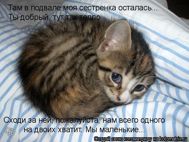 Там в подвале моя сестренка осталась... Ты добрый, тут так тепло Сходи за ней, пожалуйста, нам всего ... Котоматрица: Там в подвале моя сестренка осталась... Ты добрый, тут так тепло Сходи за ней, пожалуйста, нам всего одного на двоих хватит. Мы маленькие...