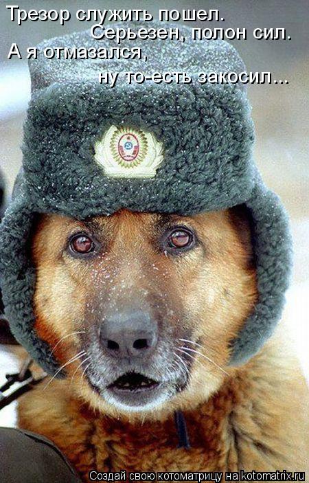 Трезор служить пошел. Серьезен, полон сил. А я отмазался, ну то-есть закосил...... Котоматрица: Трезор служить пошел. Серьезен, полон сил. А я отмазался, ну то-есть закосил...
