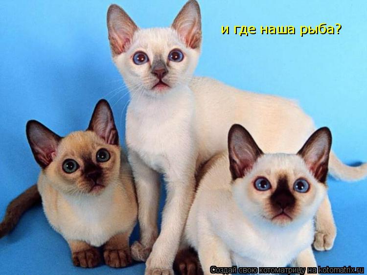 и где наша рыба?... Котоматрица: и где наша рыба?