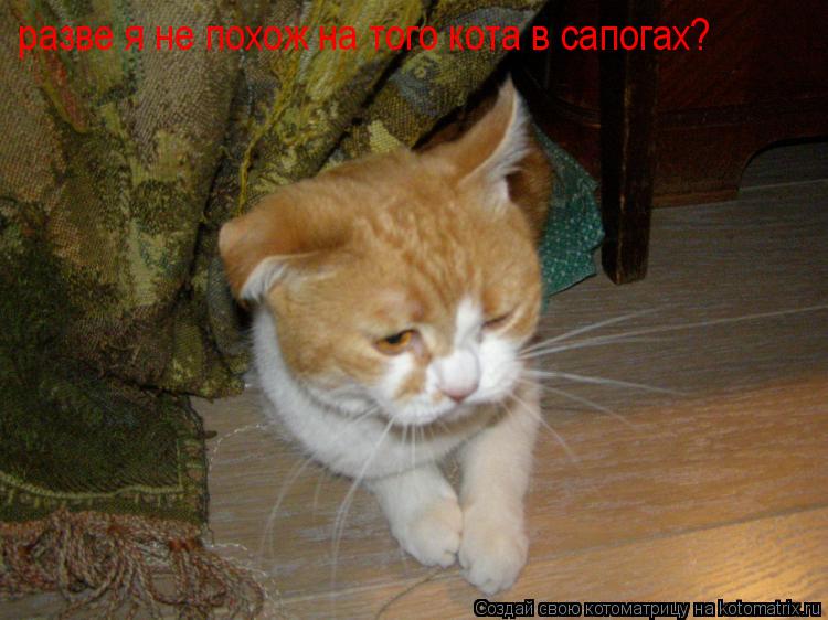 разве я не похож на того кота в сапогах?... Котоматрица: разве я не похож на того кота в сапогах?
