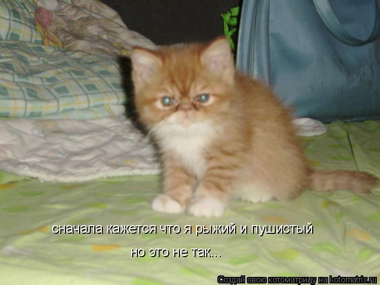 сначала кажется что я рыжий и пушистый но это не так...... Котоматрица: сначала кажется что я рыжий и пушистый но это не так...