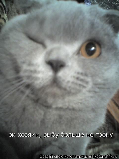 ок хозяин, рыбу больше не трону... Котоматрица: ок хозяин, рыбу больше не трону