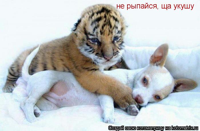 не рыпайся, ща укушу... Котоматрица: не рыпайся, ща укушу