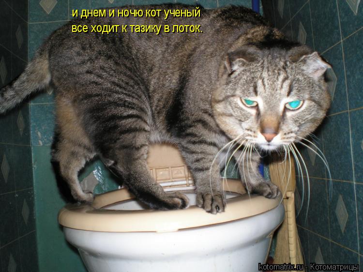 и днем и ночю кот ученый все ходит к тазику в лоток.... Котоматрица: и днем и ночю кот ученый все ходит к тазику в лоток.