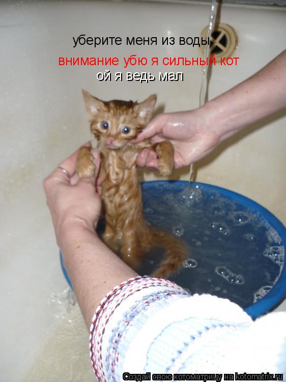 Котоматрица: уберите меня из воды внимание убю я сильный кот ой я ведь мал