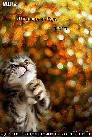 Я больше не буду... прости...... Котоматрица: Я больше не буду... прости...