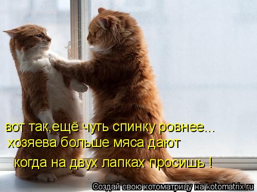 вот так,ещё чуть спинку ровнее... хозяева больше мяса дают когда на двух лапках просишь !... Котоматрица: вот так,ещё чуть спинку ровнее... хозяева больше мяса дают когда на двух лапках просишь !