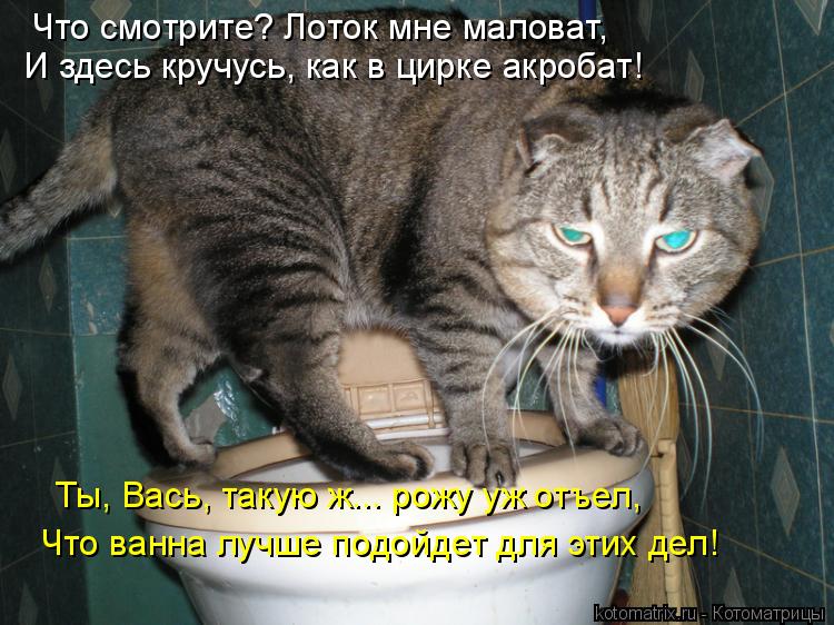 Что смотрите? Лоток мне маловат, И здесь кручусь, как в цирке акробат! Ты, Вась, такую ж... рожу уж о... Котоматрица: Что смотрите? Лоток мне маловат, И здесь кручусь, как в цирке акробат! Ты, Вась, такую ж... рожу уж отъел, Что ванна лучше подойдет для этих дел!