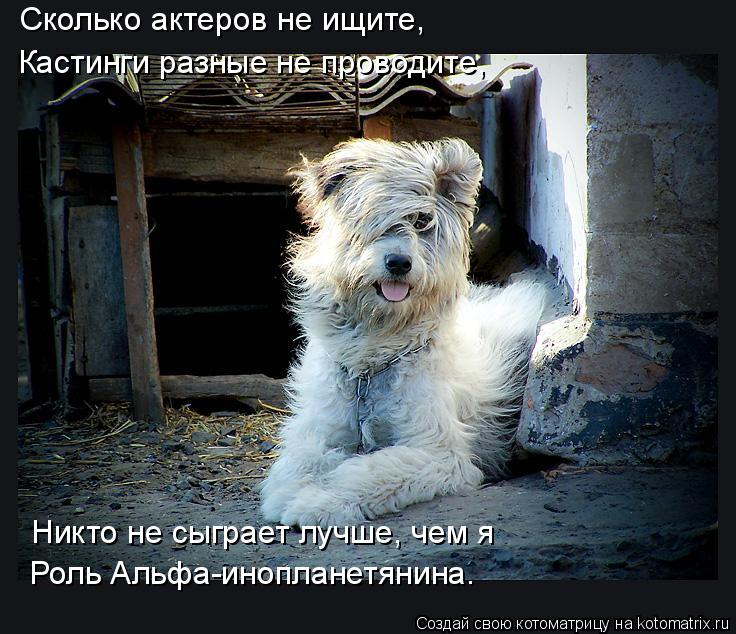 Сколько актеров не ищите, Кастинги разные не проводите, Никто не сыграет лучше, чем я Роль Альфа-ин... Котоматрица: Сколько актеров не ищите, Кастинги разные не проводите, Никто не сыграет лучше, чем я Роль Альфа-инопланетянина.