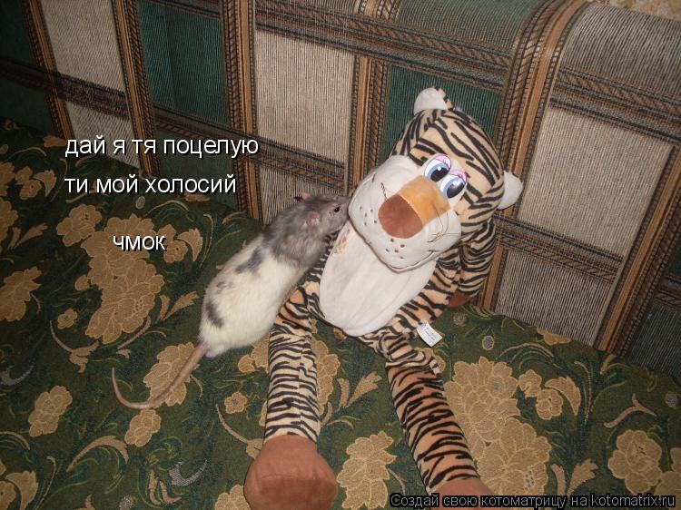 дай я тя поцелую чмок ти мой холосий... Котоматрица: дай я тя поцелую чмок ти мой холосий