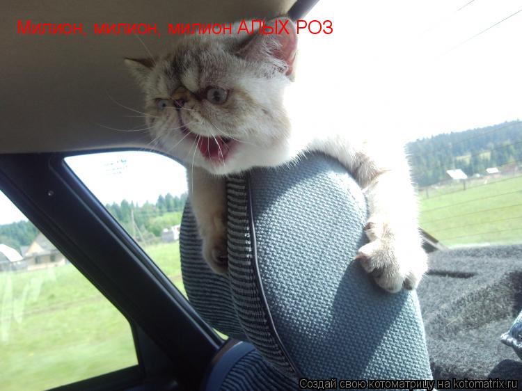 Милион, милион, милион АЛЫХ РОЗ... Котоматрица: Милион, милион, милион АЛЫХ РОЗ