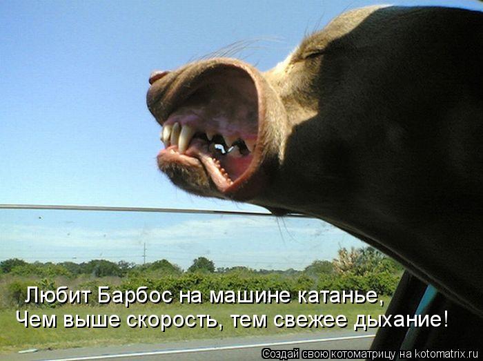 Любит Барбос на машине катанье, Чем выше скорость, тем свежее дыхание!... Котоматрица: Любит Барбос на машине катанье, Чем выше скорость, тем свежее дыхание!