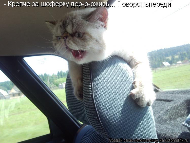 - Крепче за шоферку дер-р-ржись... Поворот впереди!... Котоматрица: - Крепче за шоферку дер-р-ржись... Поворот впереди!