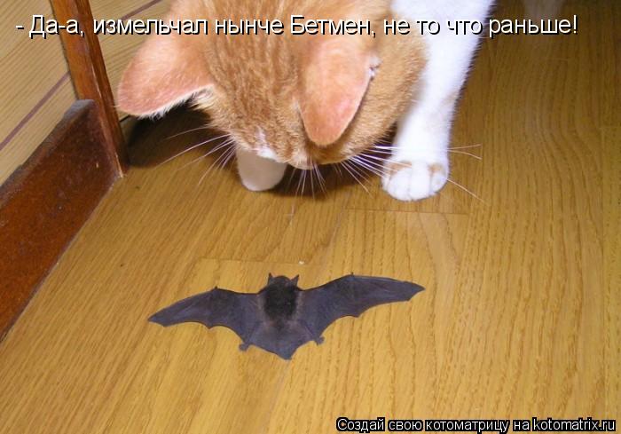- Да-а, измельчал нынче Бетмен, не то что раньше!... Котоматрица: - Да-а, измельчал нынче Бетмен, не то что раньше!