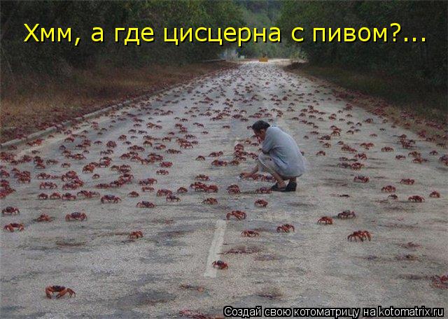 Хмм, а где цисцерна с пивом?...... Котоматрица: Хмм, а где цисцерна с пивом?...