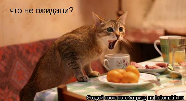 что не ожидали?... Котоматрица: что не ожидали?