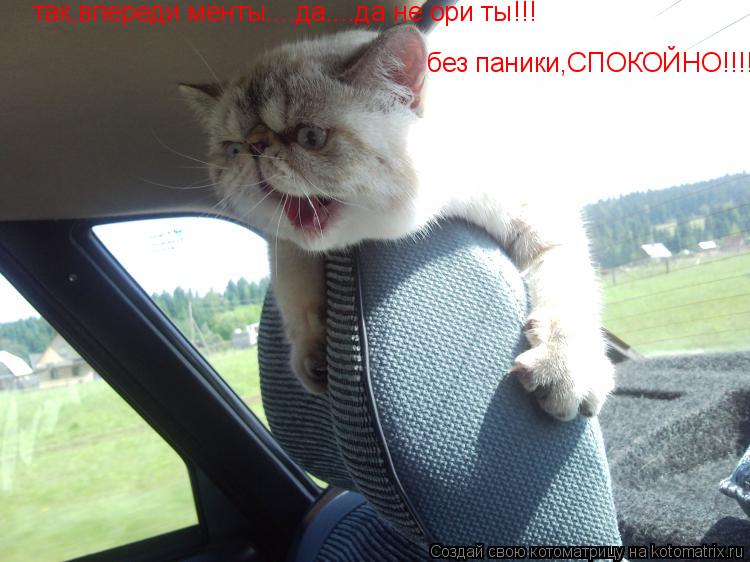 без паники,СПОКОЙНО!!!! так,впереди менты....да....да не ори ты!!!... Котоматрица: без паники,СПОКОЙНО!!!! так,впереди менты....да....да не ори ты!!!