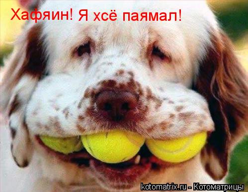 Хафяин! Я хсё паямал!... Котоматрица: Хафяин! Я хсё паямал!