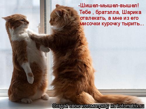 -Шишел-мышел-вышел! Тебе , братэлла, Шарика отвлекать, а мне из его мисочки курочку тырить...... Котоматрица: -Шишел-мышел-вышел! Тебе , братэлла, Шарика отвлекать, а мне из его мисочки курочку тырить...