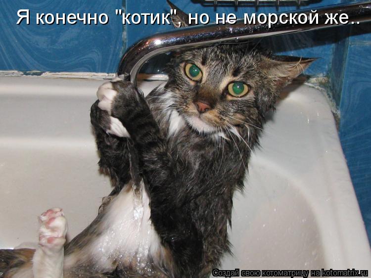 Я конечно "котик", но не морской же..... Котоматрица: Я конечно "котик", но не морской же..