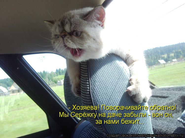 Котоматрица: - Хозяева! Поворачивайте обратно! Мы Серёжку на даче забыли - вон он,  за нами бежит...