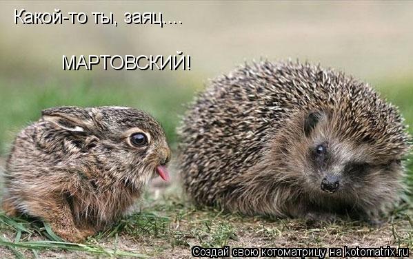 Какой-то ты, заяц.... МАРТОВСКИЙ!... Котоматрица: Какой-то ты, заяц.... МАРТОВСКИЙ!
