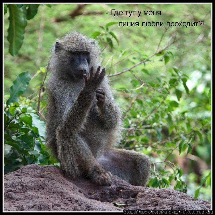 - Где тут у меня линия любви проходит?!.... Котоматрица: - Где тут у меня линия любви проходит?!.
