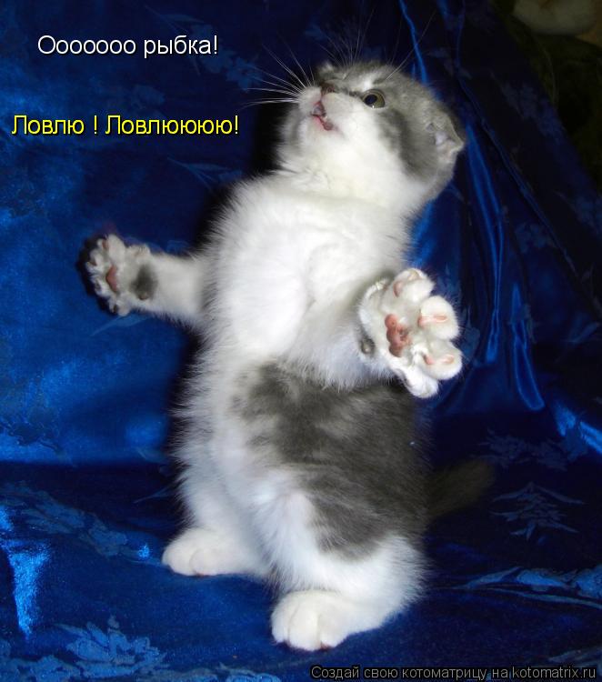 Ловлю ! Ловлюююю! Ловлю ! Ловлюююю! Ооооооо рыбка!... Котоматрица: Ловлю ! Ловлюююю! Ловлю ! Ловлюююю! Ооооооо рыбка!