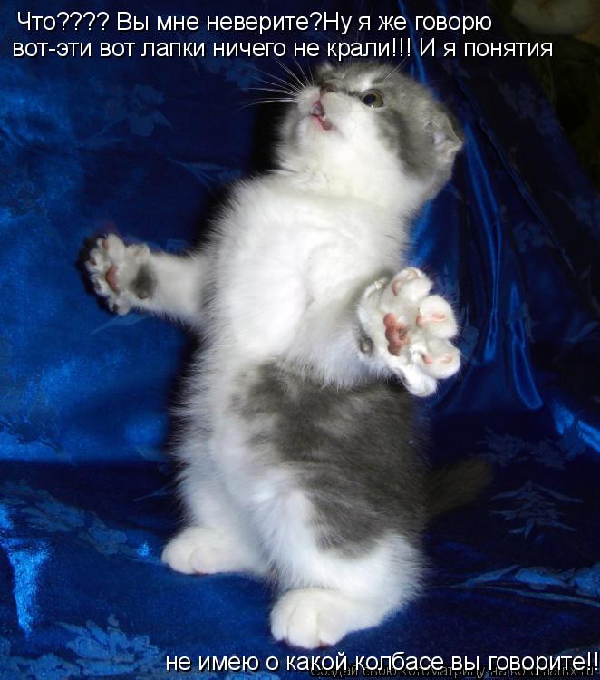 Что???? Вы мне неверите?Ну я же говорю вот-эти вот лапки ничего не крали!!! И я понятия не имею о ка... Котоматрица: Что???? Вы мне неверите?Ну я же говорю вот-эти вот лапки ничего не крали!!! И я понятия не имею о какой колбасе вы говорите!!