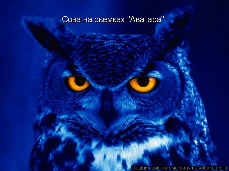 Сова на сьёмках "Аватара"... Котоматрица: Сова на сьёмках "Аватара"