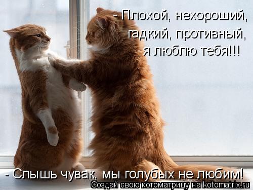 Плохой, нехороший, гадкий, противный, я люблю тебя!!! - - Слышь чувак, мы голубых не любим!... Котоматрица: Плохой, нехороший, гадкий, противный, я люблю тебя!!! - - Слышь чувак, мы голубых не любим!