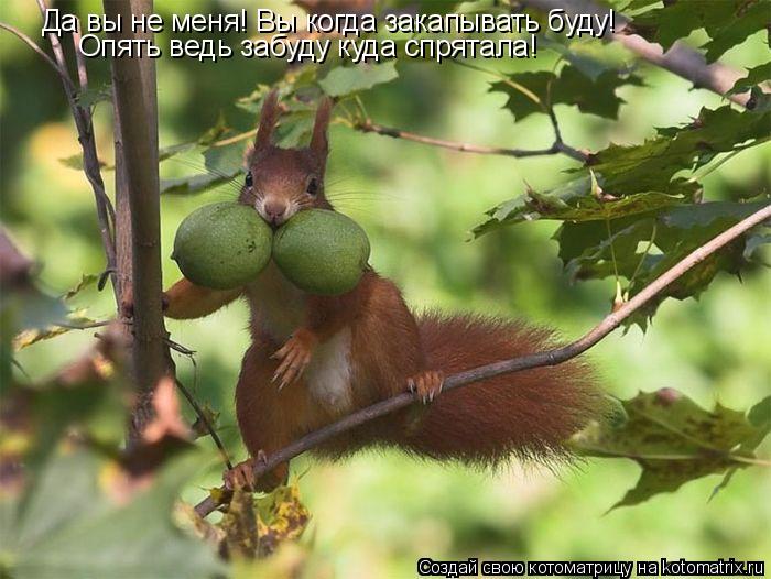 Да вы не меня! Вы когда закапывать буду! Опять ведь забуду куда спрятала!... Котоматрица: Да вы не меня! Вы когда закапывать буду! Опять ведь забуду куда спрятала!
