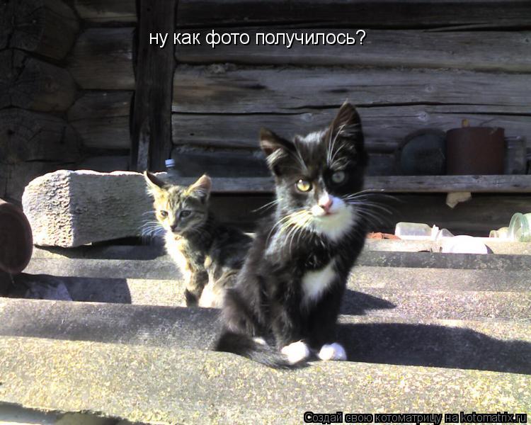ну как фото получилось?... Котоматрица: ну как фото получилось?