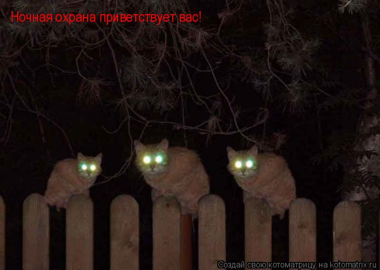 Ночная охрана приветствует вас!... Котоматрица: Ночная охрана приветствует вас!