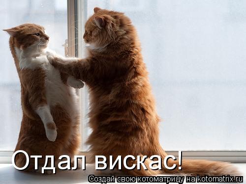 Отдал вискас!... Котоматрица: Отдал вискас!