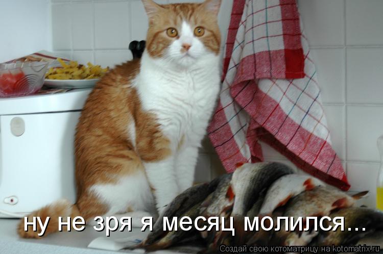 ну не зря я месяц молился...... Котоматрица: ну не зря я месяц молился...