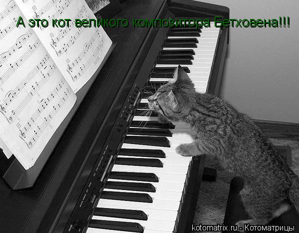 А это кот великого композитора Бетховена!!!... Котоматрица: А это кот великого композитора Бетховена!!!