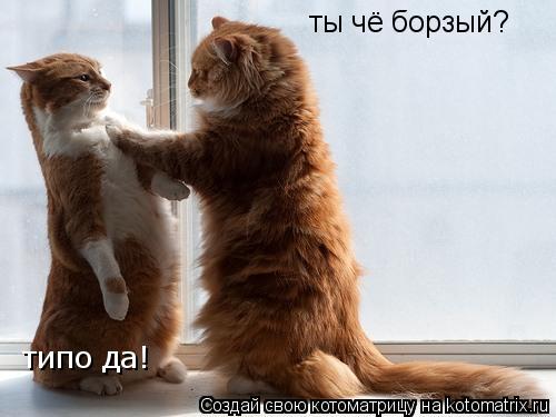 ты чё борзый? типо да!... Котоматрица: ты чё борзый? типо да!