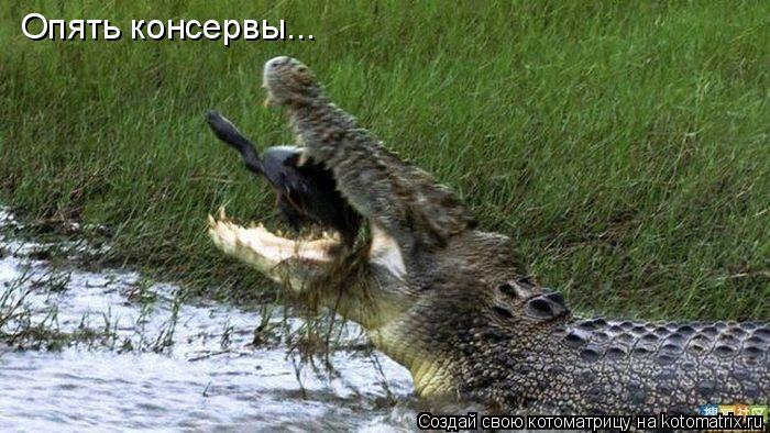 Опять консервы...... Котоматрица: Опять консервы...