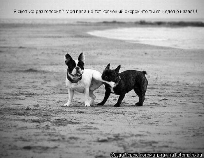 Я сколько раз говорил?!Моя лапа-не тот копченый окорок,что ты ел неделю назад!!!... Котоматрица: Я сколько раз говорил?!Моя лапа-не тот копченый окорок,что ты ел неделю назад!!!