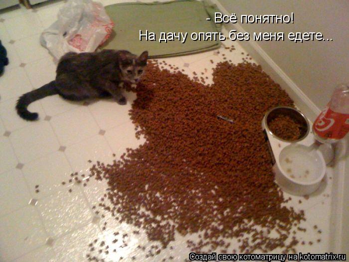 - Всё понятно! На дачу опять без меня едете...... Котоматрица: - Всё понятно! На дачу опять без меня едете...