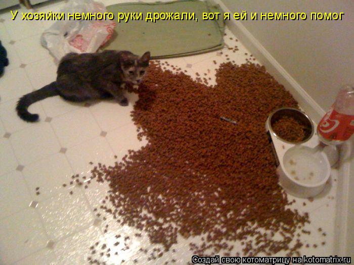 У хозяйки немного руки дрожали, вот я ей и немного помог... Котоматрица: У хозяйки немного руки дрожали, вот я ей и немного помог