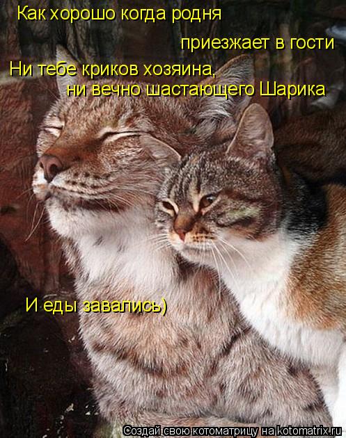Как хорошо когда родня приезжает в гости Ни тебе криков хозяина, ни вечно шастающего Шарика И еды з... Котоматрица: Как хорошо когда родня приезжает в гости Ни тебе криков хозяина, ни вечно шастающего Шарика И еды завались)