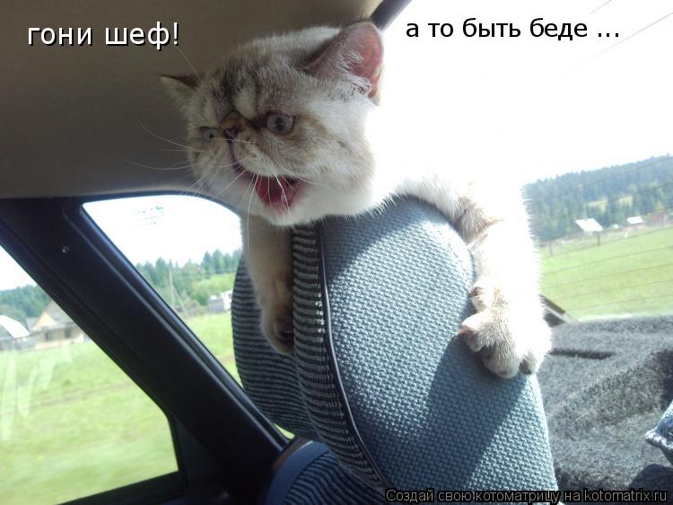 гони шеф! а то быть беде ...... Котоматрица: гони шеф! а то быть беде ...