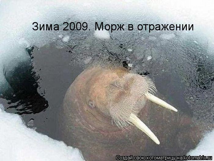 Зима 2009. Морж в отражении... Котоматрица: Зима 2009. Морж в отражении