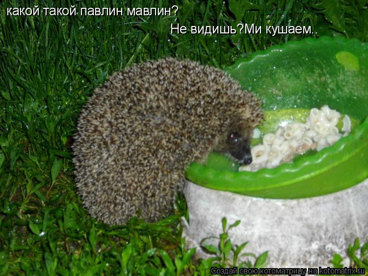 какой такой павлин мавлин? Не видишь?Ми кушаем..... Котоматрица: какой такой павлин мавлин? Не видишь?Ми кушаем..