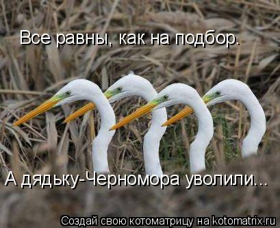 Все равны, как на подбор. А дядьку-Черномора уволили...... Котоматрица: Все равны, как на подбор. А дядьку-Черномора уволили...