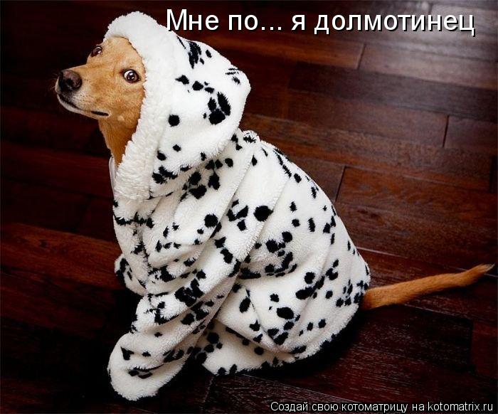 Мне по... я долмотинец... Котоматрица: Мне по... я долмотинец