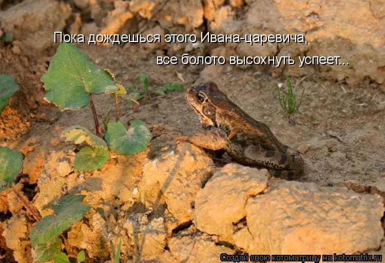 Пока дождешься этого Ивана-царевича, все болото высохнуть успеет...... Котоматрица: Пока дождешься этого Ивана-царевича, все болото высохнуть успеет...