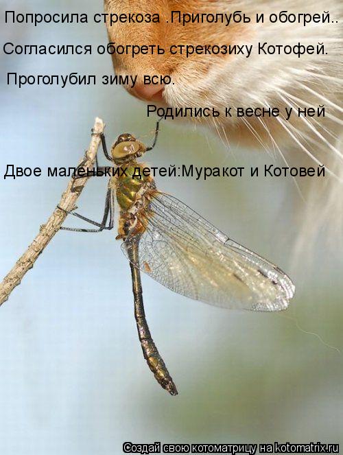 Попросила стрекоза ”Приголубь и обогрей.” Согласился обогреть стрекозиху Котофей. Проголубил зиму всю... Котоматрица: Попросила стрекоза ”Приголубь и обогрей.” Согласился обогреть стрекозиху Котофей. Проголубил зиму всю. Родились к весне у ней Двое малень